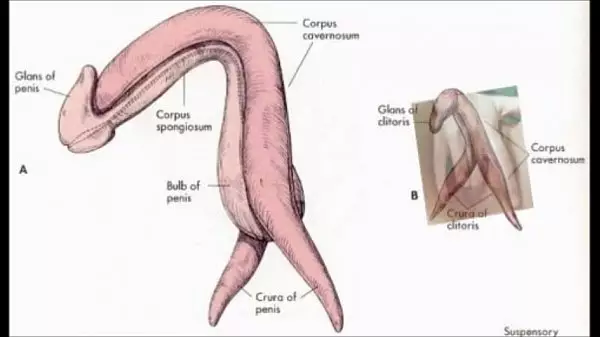 How To Suck An Uncut Penis