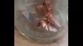 Cockroach Hentai